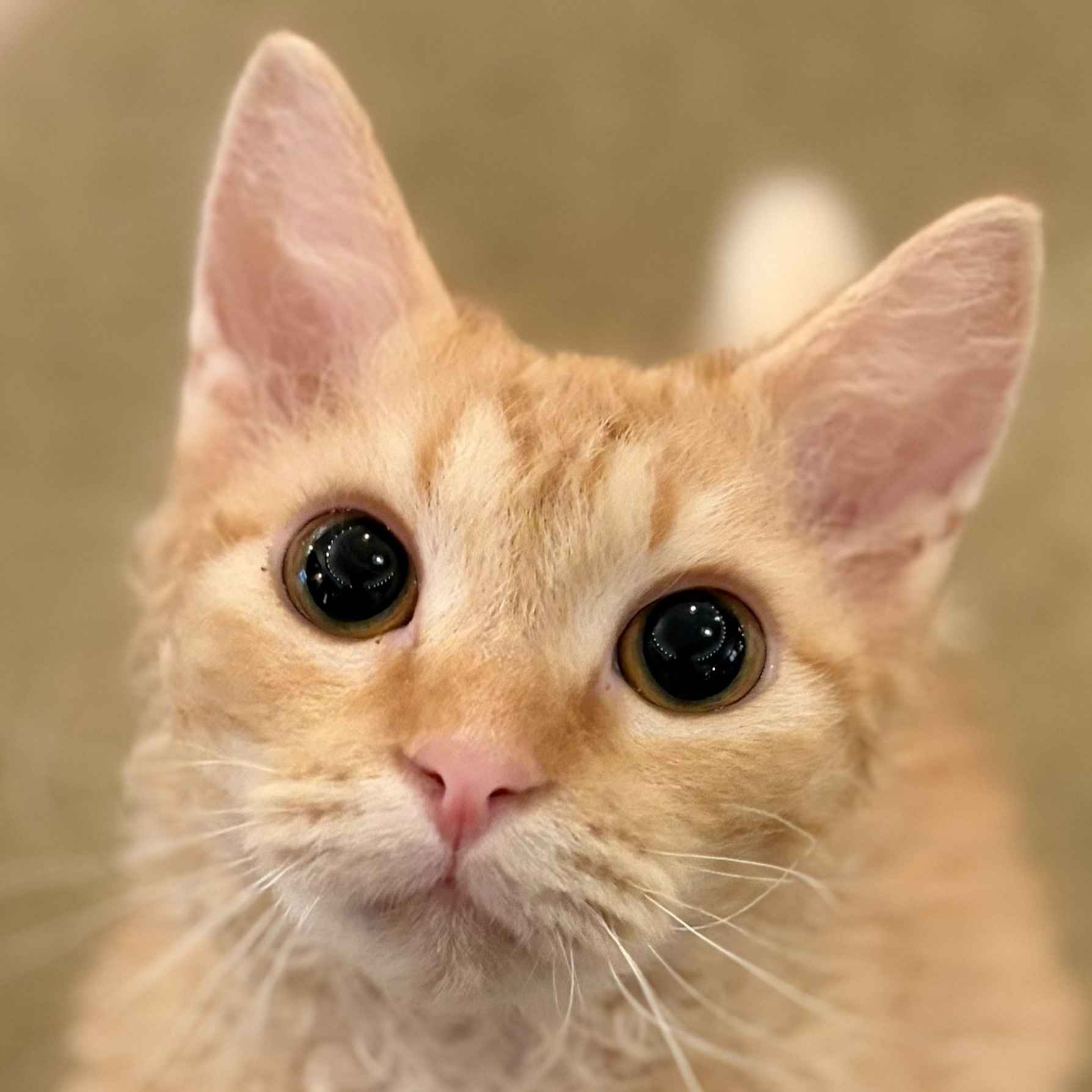 シナモン